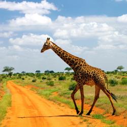 The 6 Best Tsavo East National Park Hotels Where To Stay In Tsavo East 1 Hotel