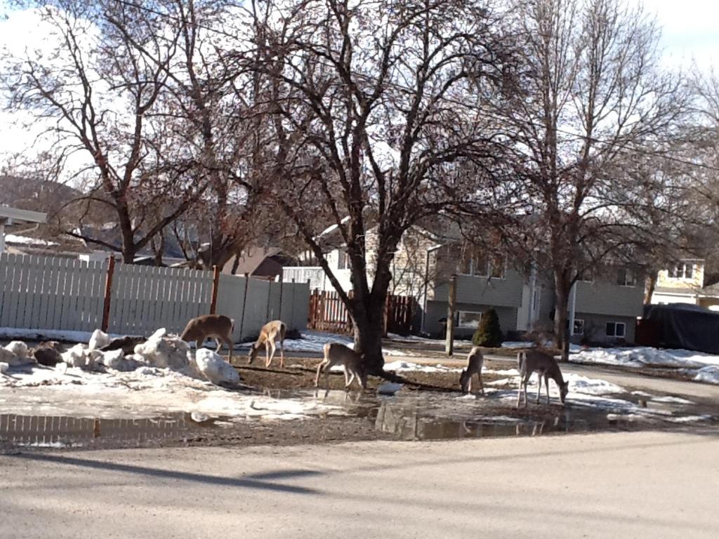 Imperial Motel Grand Fork, Grand Forks, Canada