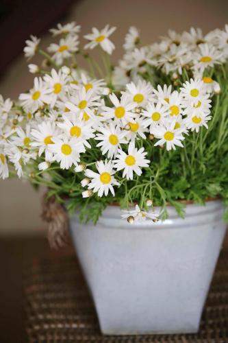 Fresh local blooms at Cupitts