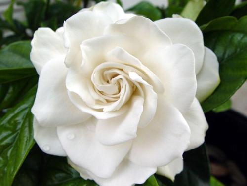 Sisi, fleur Gardenia
