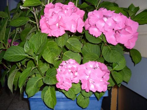 HORTENSIAS